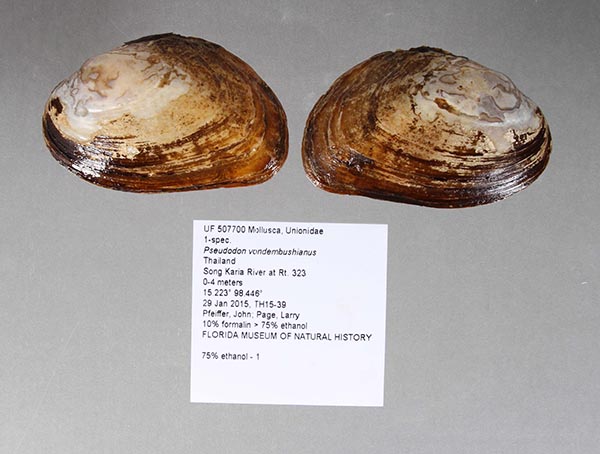 specimen