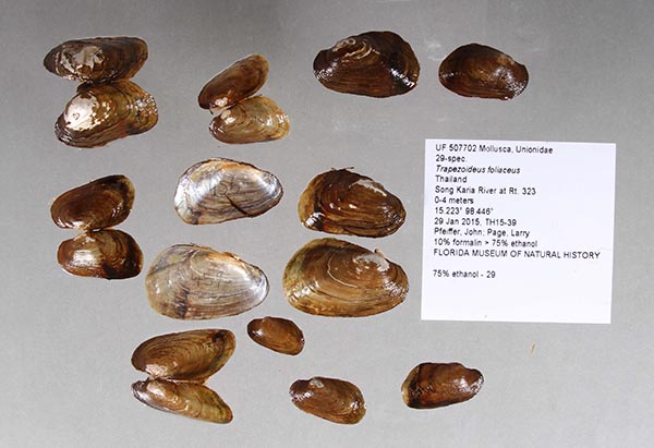 specimen