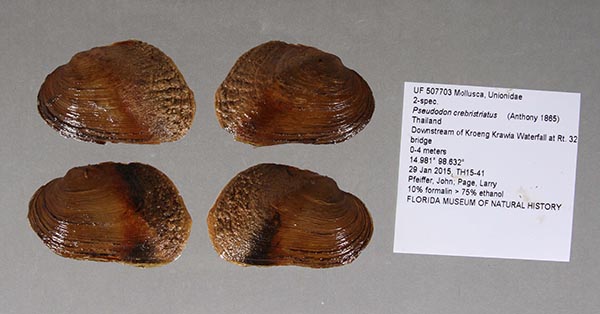 specimen