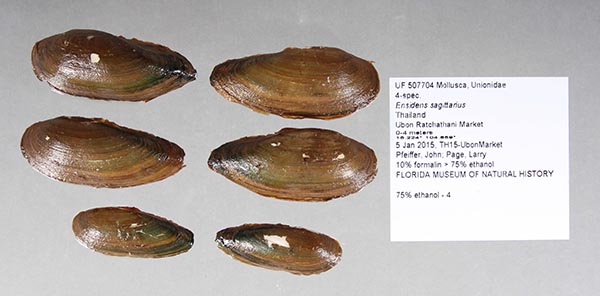 specimen