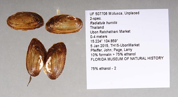 specimen