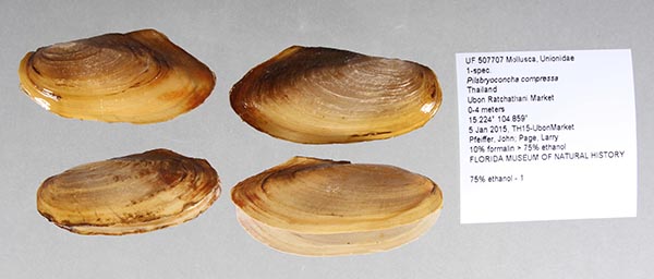 specimen