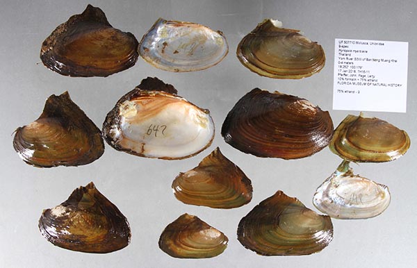 specimen