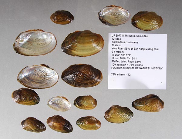 specimen