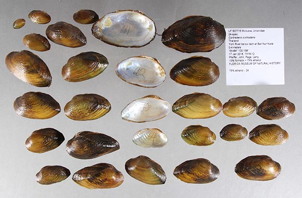 specimen
