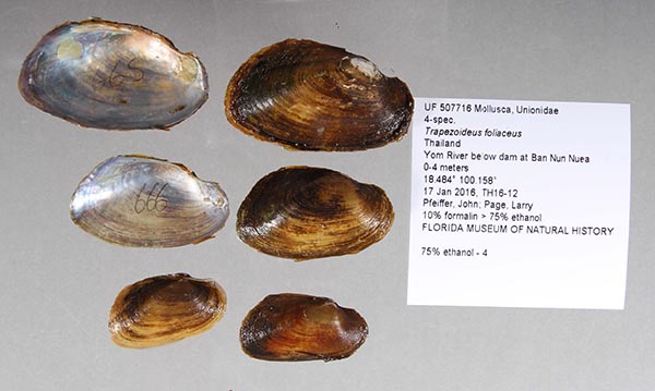 specimen