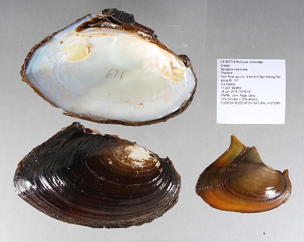 specimen
