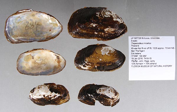 specimen