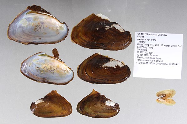 specimen