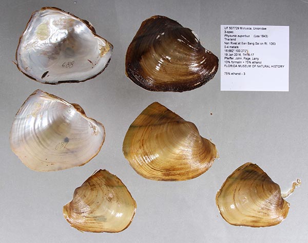 specimen