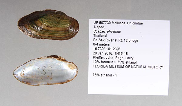 specimen