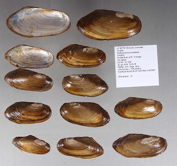 specimen