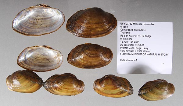 specimen