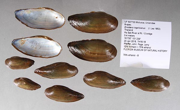 specimen