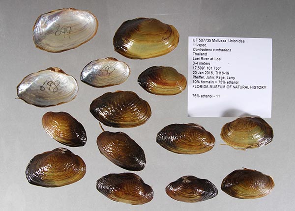 specimen