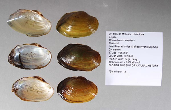 specimen