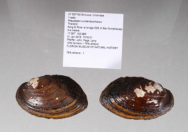 specimen