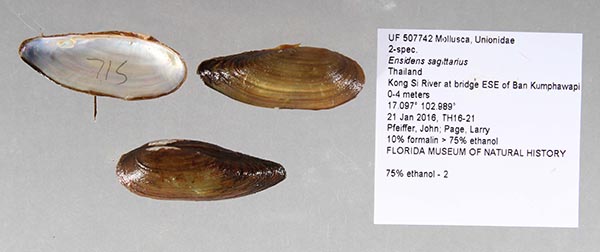 specimen
