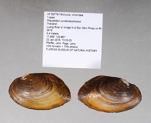 specimen