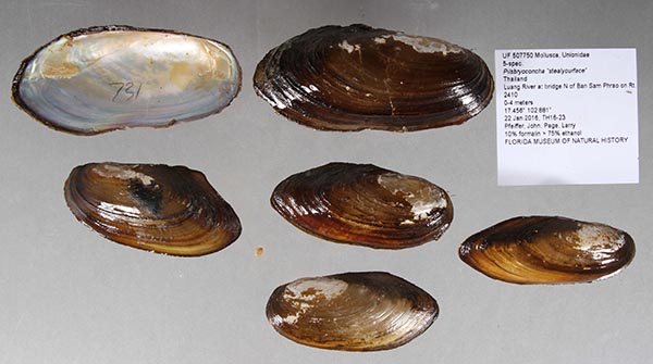 specimen