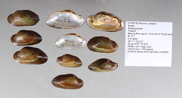 specimen
