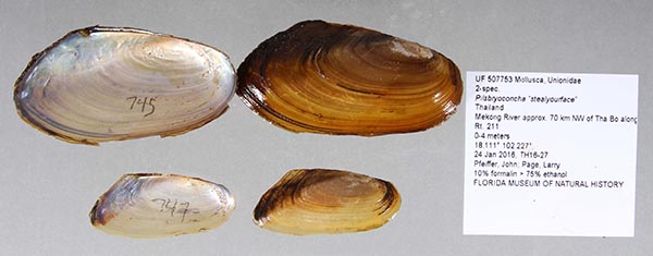 specimen