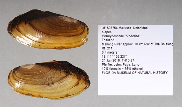 specimen