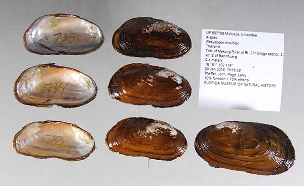 specimen