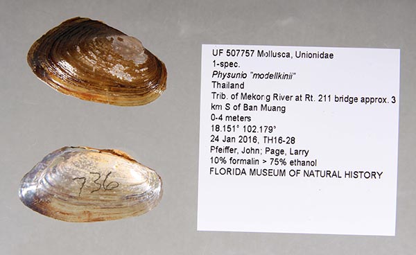 specimen