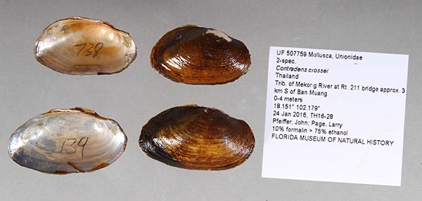 specimen