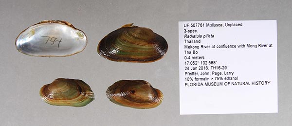 specimen