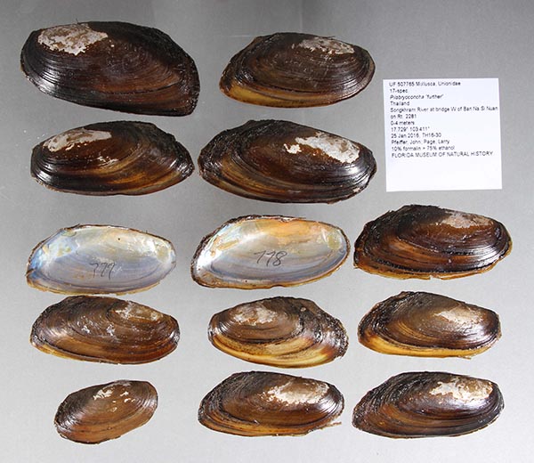 specimen