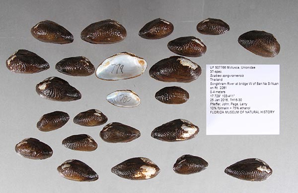 specimen