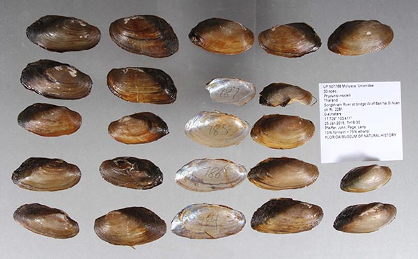 specimen