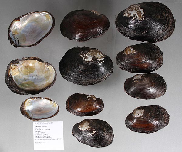 specimen