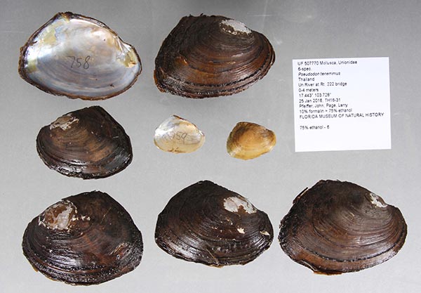 specimen