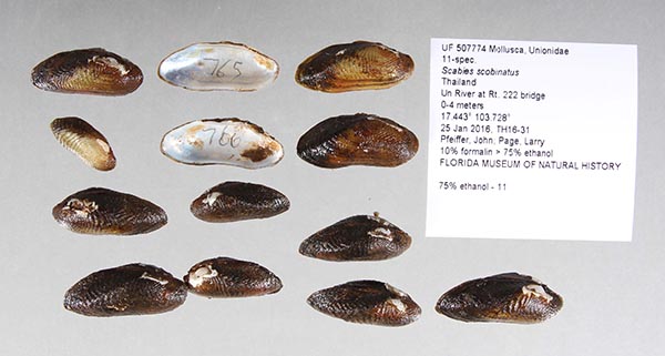 specimen