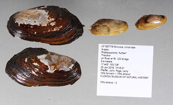 specimen