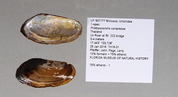 specimen