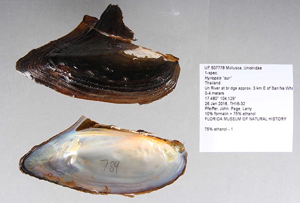 specimen