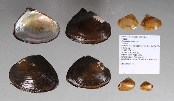 specimen
