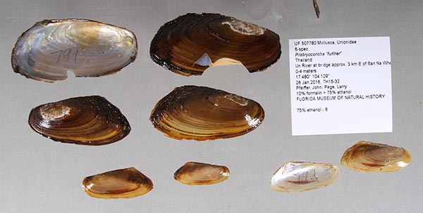 specimen