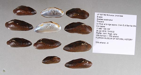 specimen