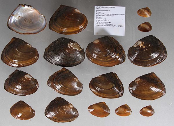 specimen