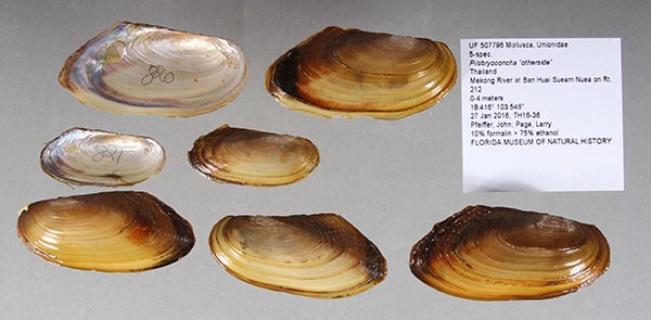 specimen