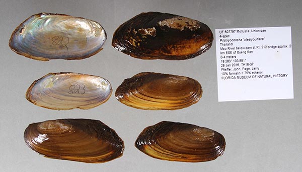 specimen