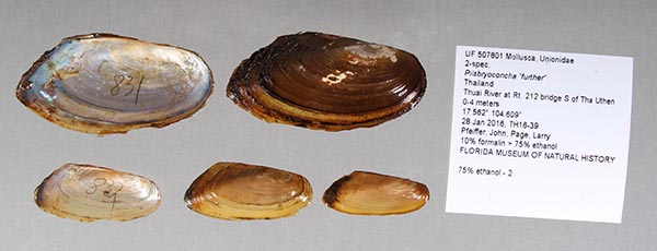 specimen