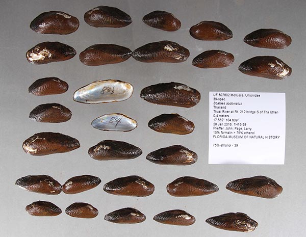 specimen