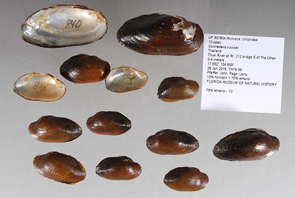 specimen