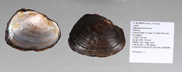specimen